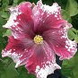 20 Hibiscus Rosa-sinensis Flower T17 SEEDS