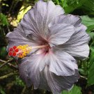 20 Hibiscus Rosa-sinensis Flower T18 SEEDS