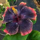 20 Hibiscus Rosa-sinensis Flower T19 SEEDS