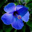 20 Hibiscus Rosa-sinensis Flower T20 SEEDS