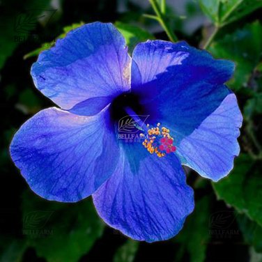 20 Hibiscus Rosa-sinensis Flower T20 SEEDS