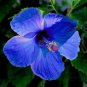 20 Hibiscus Rosa-sinensis Flower T20 SEEDS