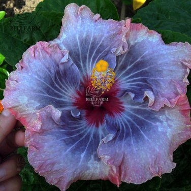 20 Hibiscus Rosa-sinensis Flower T21 SEEDS