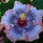 20 Hibiscus Rosa-sinensis Flower T21 SEEDS