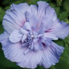 20 Hibiscus Rosa-sinensis Flower T22 SEEDS