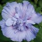 20 Hibiscus Rosa-sinensis Flower T22 SEEDS