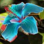 20 Hibiscus Rosa-sinensis Flower T23 SEEDS