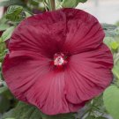 20 Hibiscus Rosa-sinensis Flower T24 SEEDS