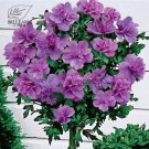 20 Hibiscus Rosa-sinensis Flower T25 SEEDS