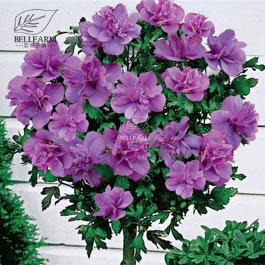 20 Hibiscus Rosa-sinensis Flower T25 SEEDS