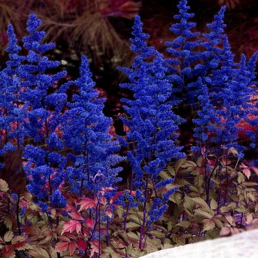 mix 9 Colors Astilbe Chinensis 100  T2 SEEDS