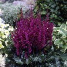 mix 9 Colors Astilbe Chinensis 100  T3 SEEDS
