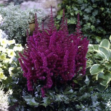 mix 9 Colors Astilbe Chinensis 100  T3 SEEDS
