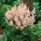 mix 9 Colors Astilbe Chinensis 100  T5 SEEDS