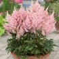 mix 9 Colors Astilbe Chinensis 100  T8 SEEDS