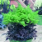 mix 9 Colors Astilbe Chinensis 100  T9 SEEDS