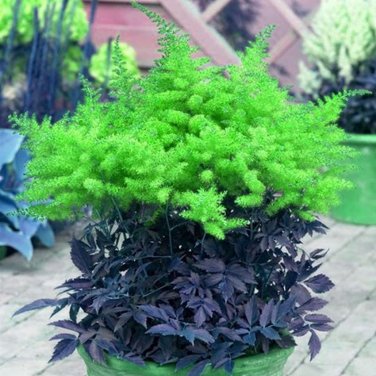 mix 9 Colors Astilbe Chinensis 100  T9 SEEDS