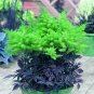 mix 9 Colors Astilbe Chinensis 100  T9 SEEDS