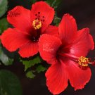 20 Hibiscus Rosa-sinensis FlowerT6 SEEDS