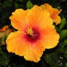 20 Hibiscus Rosa-sinensis FlowerT7 SEEDS