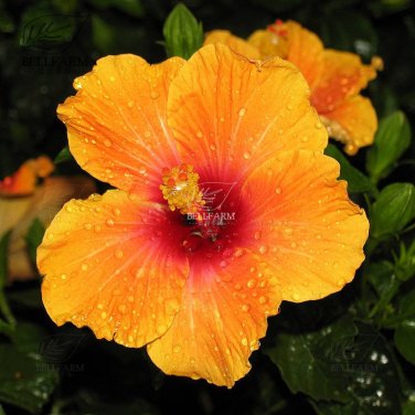 20 Hibiscus Rosa-sinensis FlowerT7 SEEDS