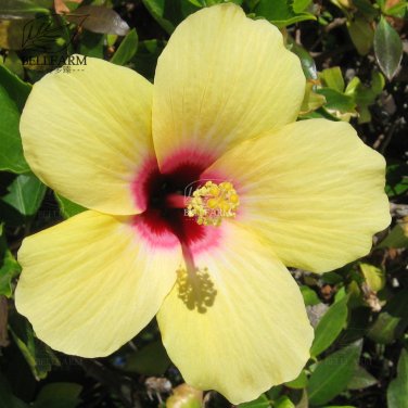 20 Hibiscus Rosa-sinensis FlowerT8 SEEDS