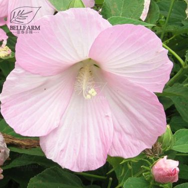 20 Hibiscus Rosa-sinensis FlowerT9 SEEDS
