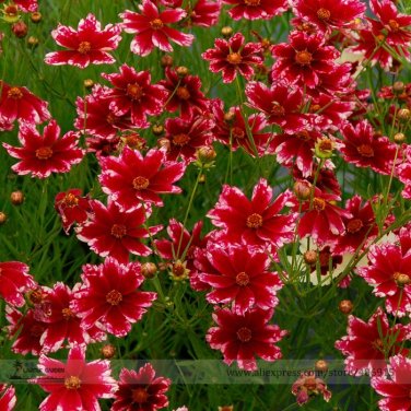Rare Hardy Multi-color Jewel Ruby Frost Coreopsis Flower 20 Beautiful SEEDS