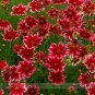 Rare Hardy Multi-color Jewel Ruby Frost Coreopsis Flower 20 Beautiful SEEDS