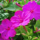Mirabilis Jalapa Purple Four O'clock Flower 20 Beautiful marvel of Peru A105 SEEDS
