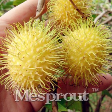 5 Rambutan Red Fruits Malaysia Miracle Fruit T2 SEEDS