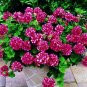 Geranium 'Arctic Red' Red Violet Semidouble Petals White Stripes Flowers 10   SEEDS