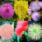 100 Mimosa Pudica  Flowers T1 SEEDS