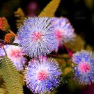 100 Mimosa Pudica  Flowers T3 SEEDS