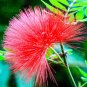100 Mimosa Pudica  Flowers T4 SEEDS