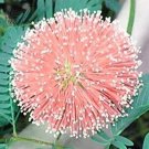 100 Mimosa Pudica  Flowers T5 SEEDS