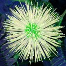 100 Mimosa Pudica  Flowers T6 SEEDS