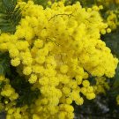 100 Mimosa Pudica  Flowers T7 SEEDS