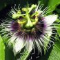 Passiflora Flowers Big Hanging  Flower 20 T10 SEEDS