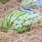 ORGANICALLY GROWN XXL GIANT A.k.a. Russian Giant 100  SEEDS
