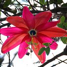 Passiflora Flowers Big Hanging  Flower 20 T3 SEEDS