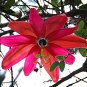 Passiflora Flowers Big Hanging  Flower 20 T3 SEEDS