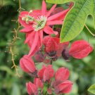 Passiflora Flowers Big Hanging  Flower 20 T6 SEEDS