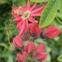 Passiflora Flowers Big Hanging  Flower 20 T6 SEEDS