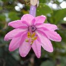 Passiflora Flowers Big Hanging  Flower 20 T9 SEEDS