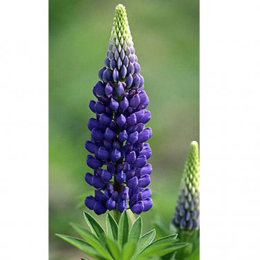 15 Lupinus Flowers Colorful Light Fragrant T12 SEEDS