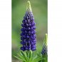15 Lupinus Flowers Colorful Light Fragrant T12 SEEDS