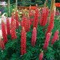 15 Lupinus Flowers Colorful Light Fragrant T13 SEEDS