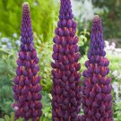 15 Lupinus Flowers Colorful Light Fragrant T15 SEEDS