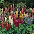 15 Lupinus Flowers Colorful Light Fragrant T16 SEEDS